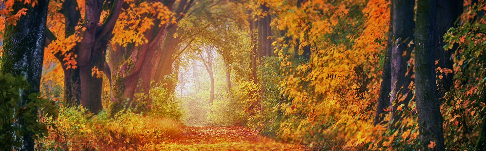 photography-of-maple-trees-1114896-banner